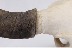 Photo Textures of Skull Antler